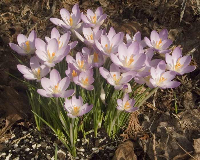 Crocus1B