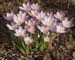 Crocus1B