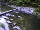 Creek3Crossing_edited