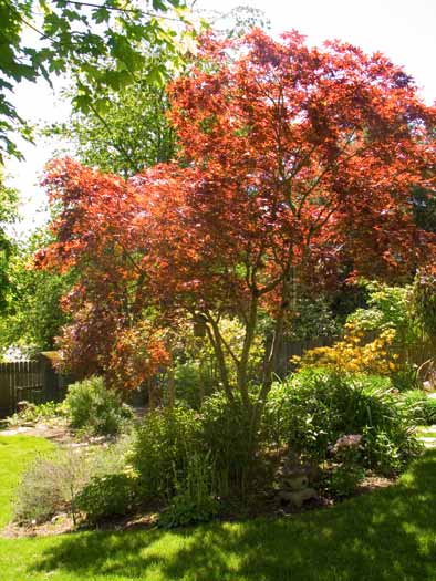 RedMaple