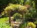 Arbor
