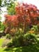 RedMaple