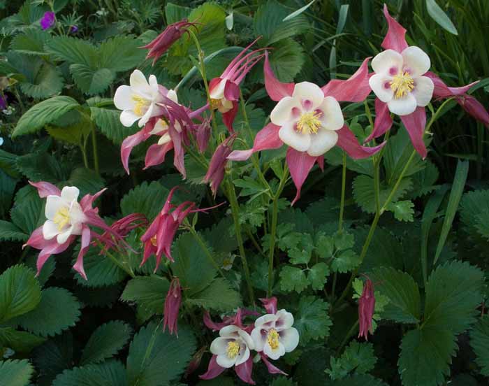 Columbine2