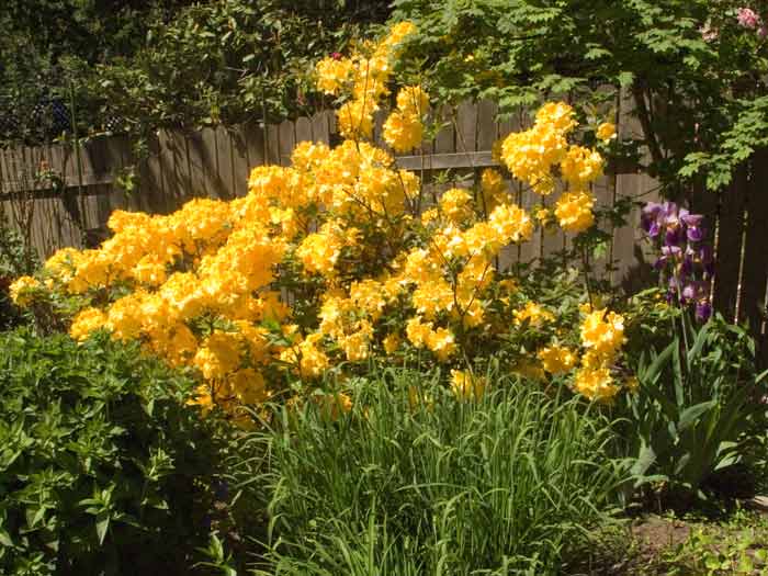 YellowRhodies1