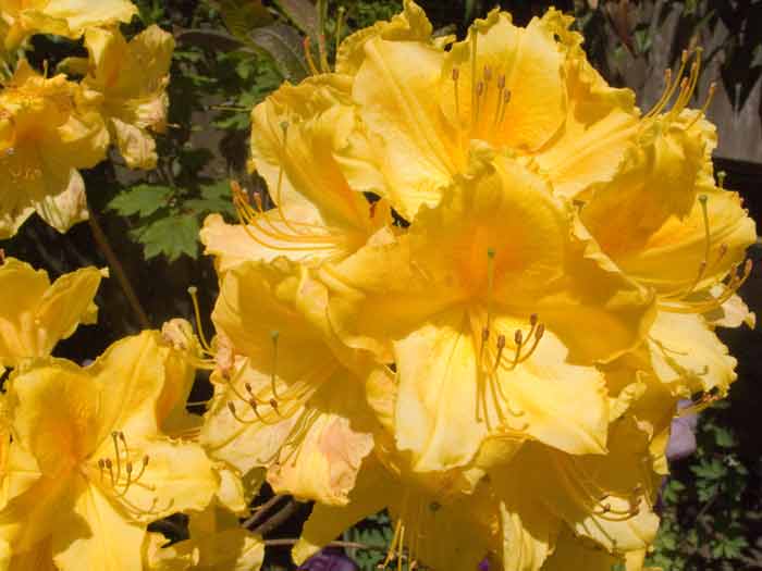 YellowRhodyClose1