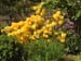 YellowRhodies1