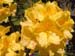 YellowRhodyClose1