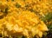 YellowRhodyClose2